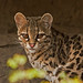 Margay - Beautiful Small Spotted Wild Cat - In Explore
